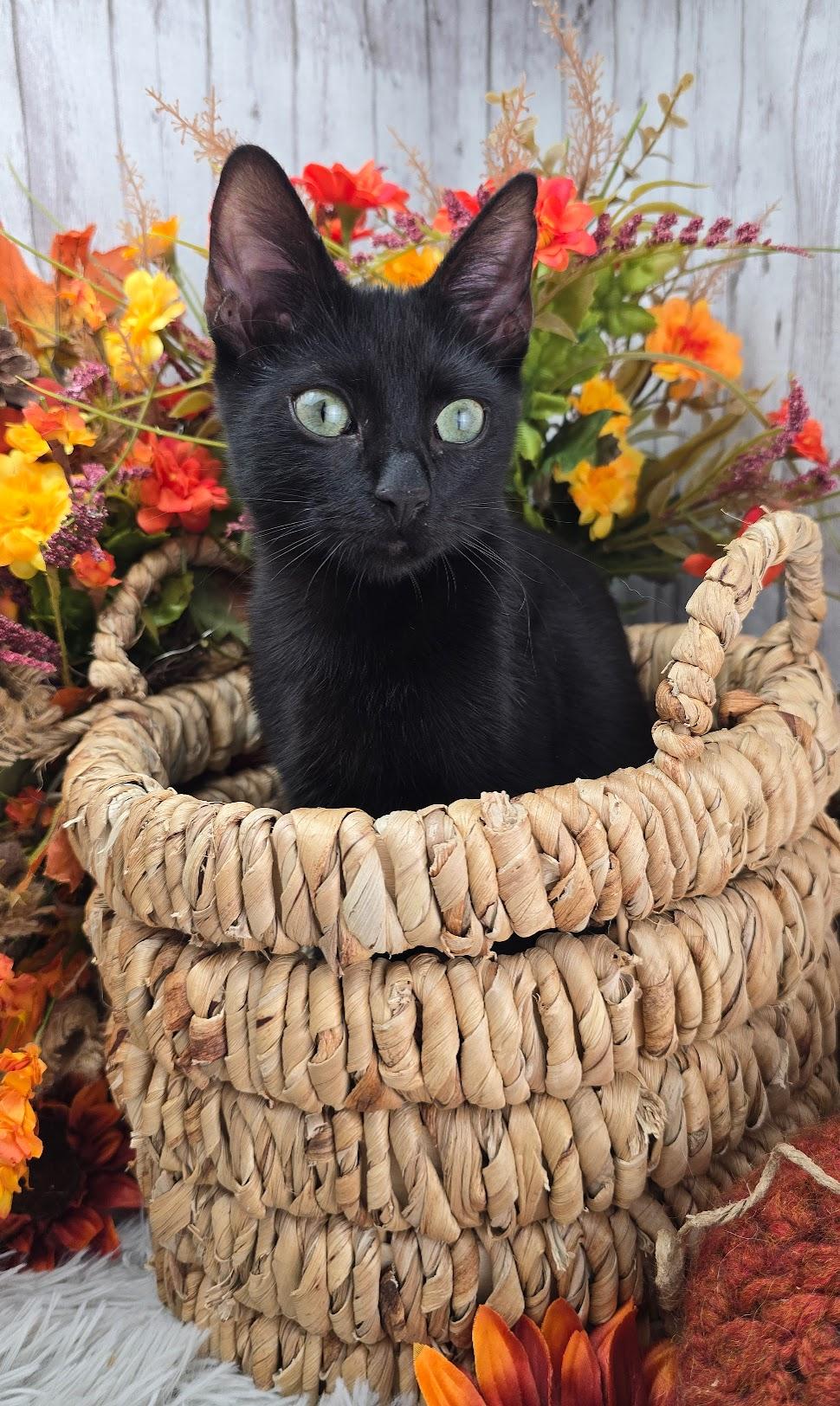 Lugnut  Aka Wuggywuggy thumbnail 2