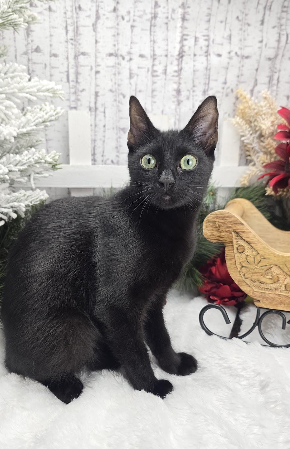 Lugnut  Aka Wuggywuggy photo 1