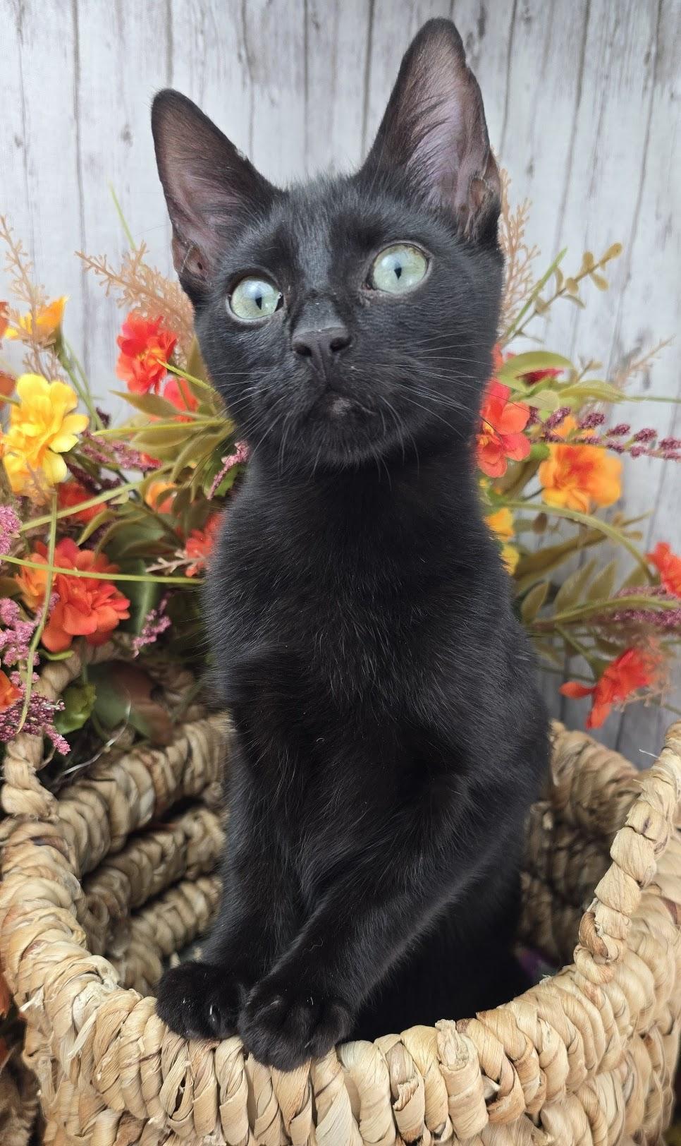 Lugnut  Aka Wuggywuggy thumbnail 3