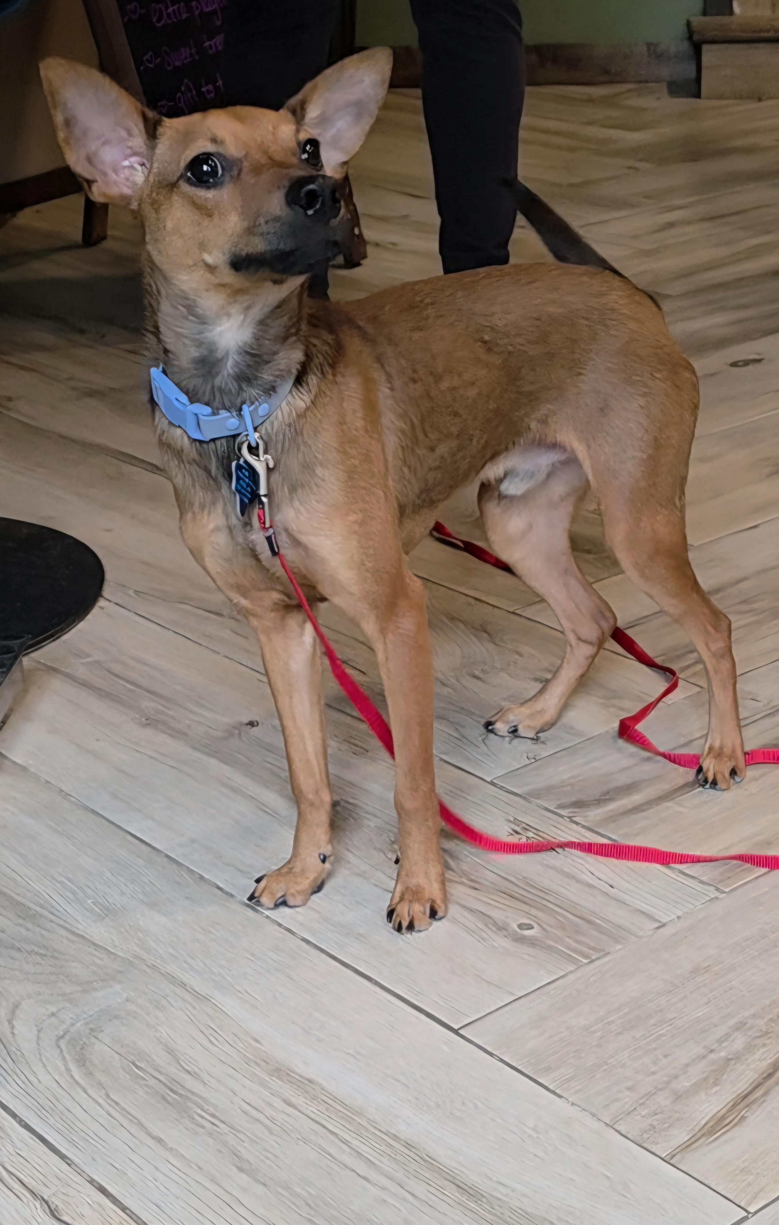 Enlarge Dobby, an adopted Miniature Pinscher in Wayne, NJ image 4/5