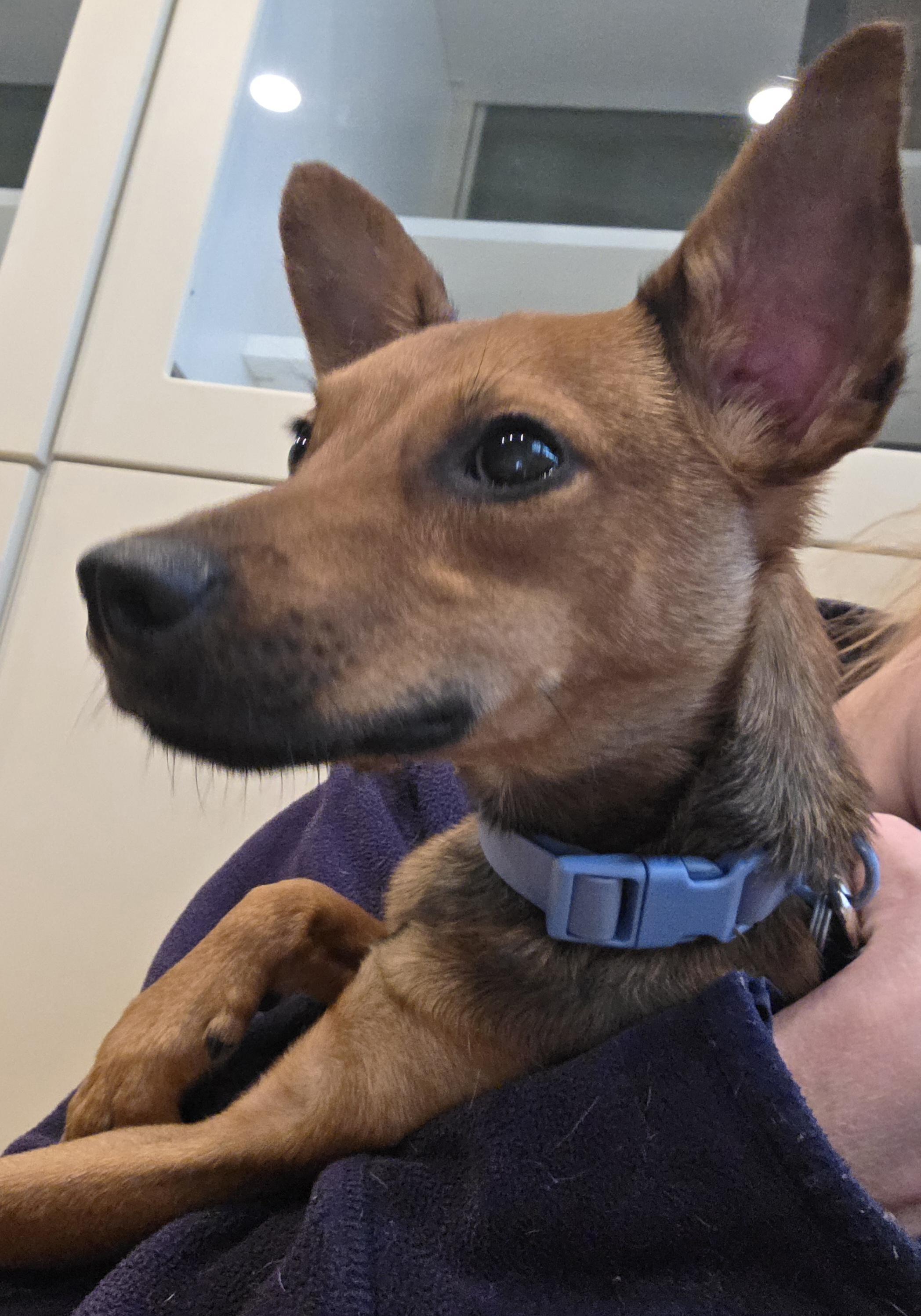Dobby, adopted, Young Male Miniature Pinscher.
