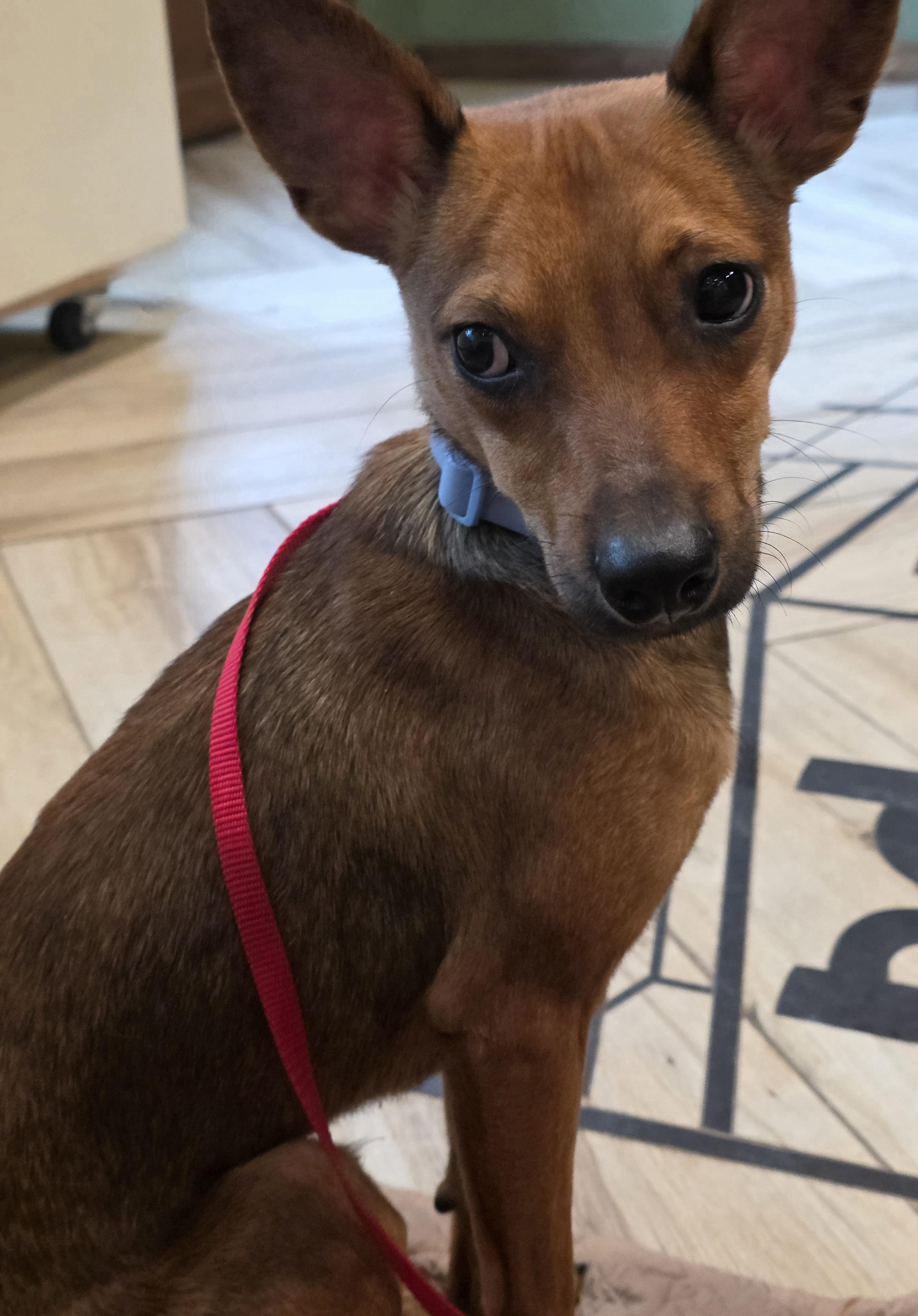 Enlarge Dobby, an adopted Miniature Pinscher in Wayne, NJ image 2/5