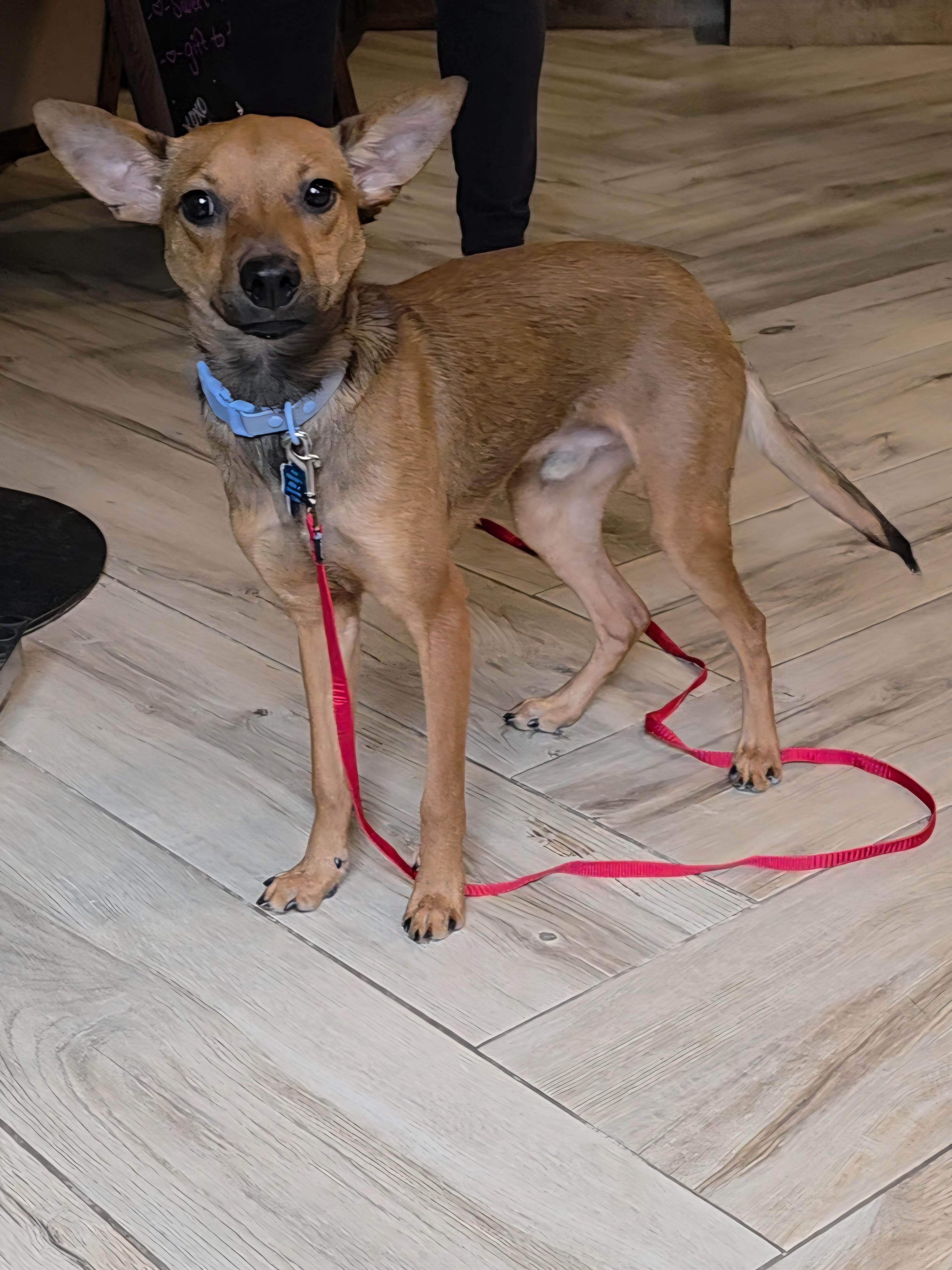 Enlarge Dobby, an adopted Miniature Pinscher in Wayne, NJ image 5/5