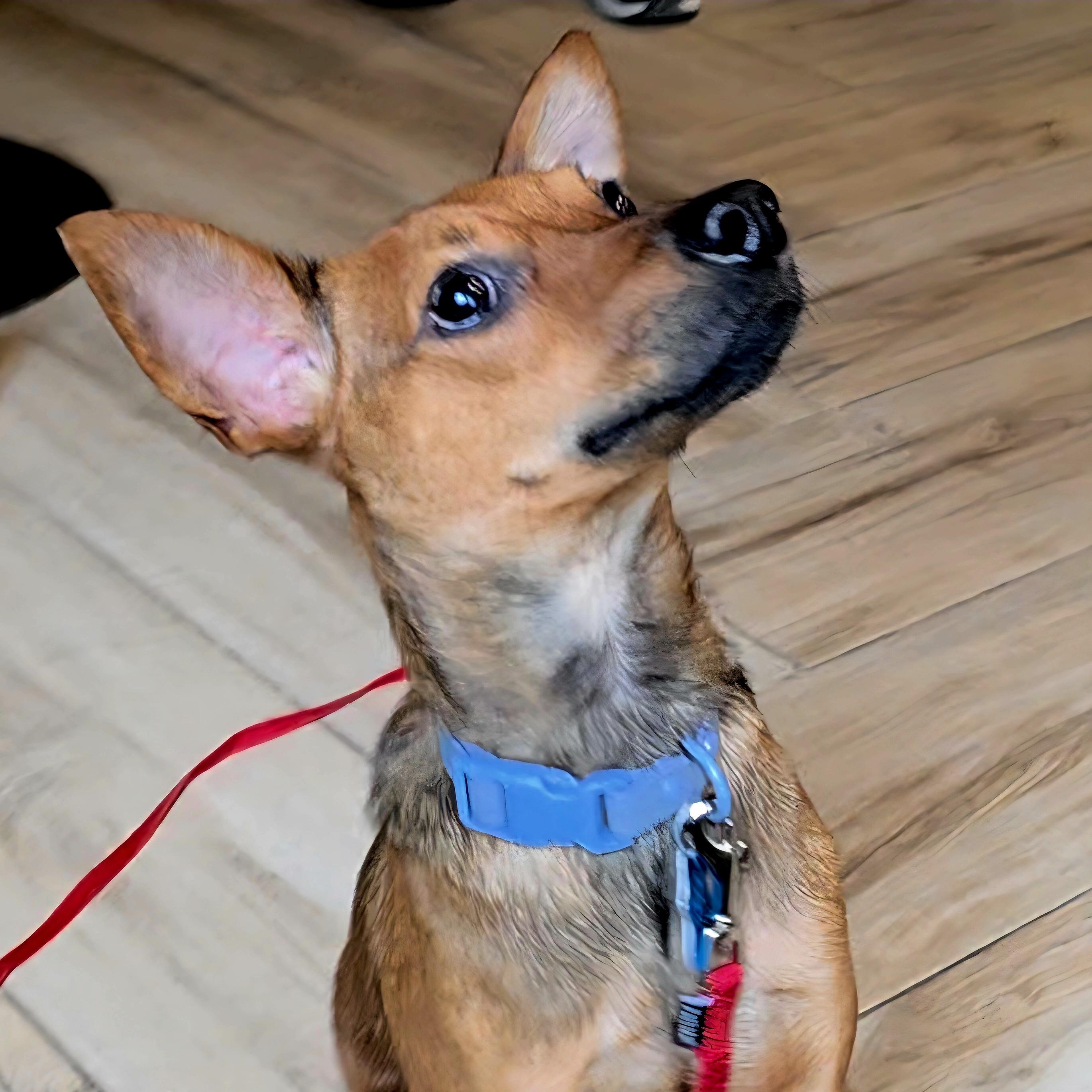 Enlarge Dobby, an adopted Miniature Pinscher in Wayne, NJ image 3/5