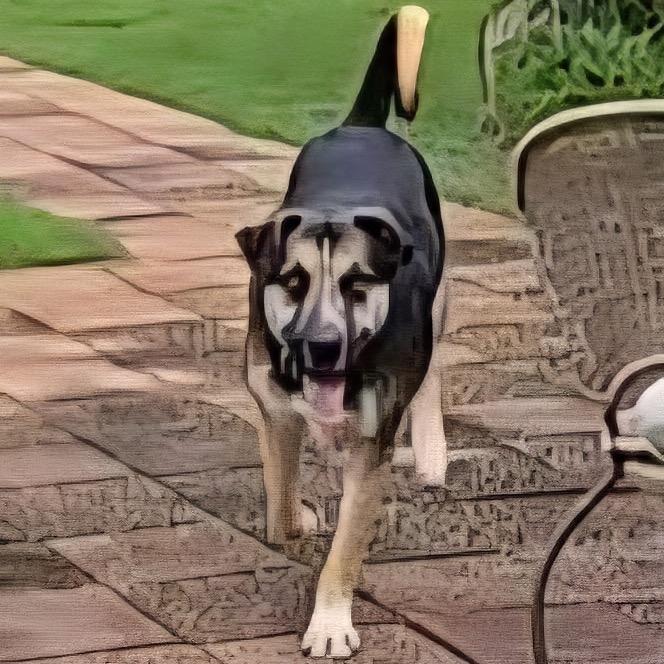 Wyatt (Riot), Adoptable, Adult Male Husky & Mixed Breed.