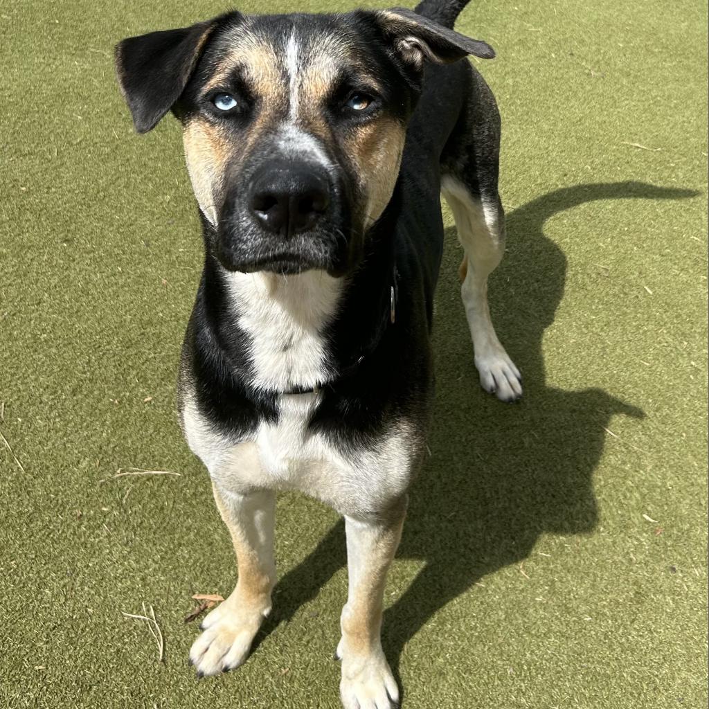 Enlarge Wyatt (Riot), a Adoptable mixed breed in Peachtree City, GA image 2/6