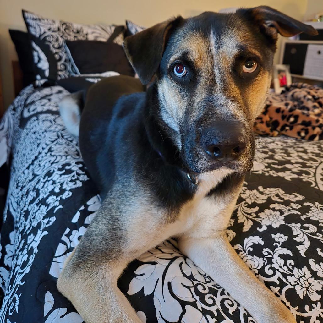 Enlarge Wyatt (Riot), a Adoptable mixed breed in Peachtree City, GA image 3/6