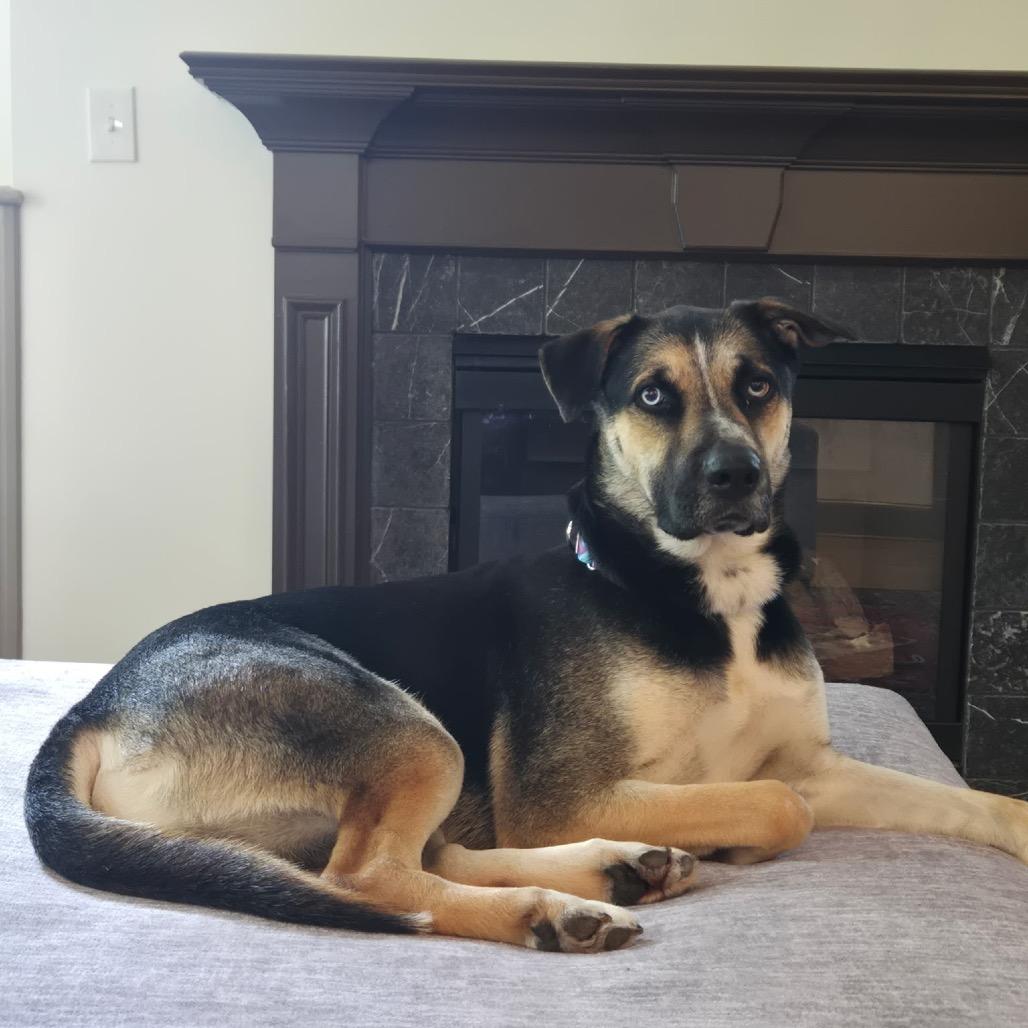Enlarge Wyatt (Riot), a Adoptable mixed breed in Peachtree City, GA image 4/6
