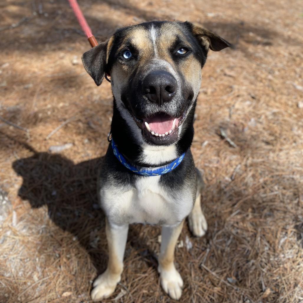 Enlarge Wyatt (Riot), a Adoptable mixed breed in Peachtree City, GA image 6/6
