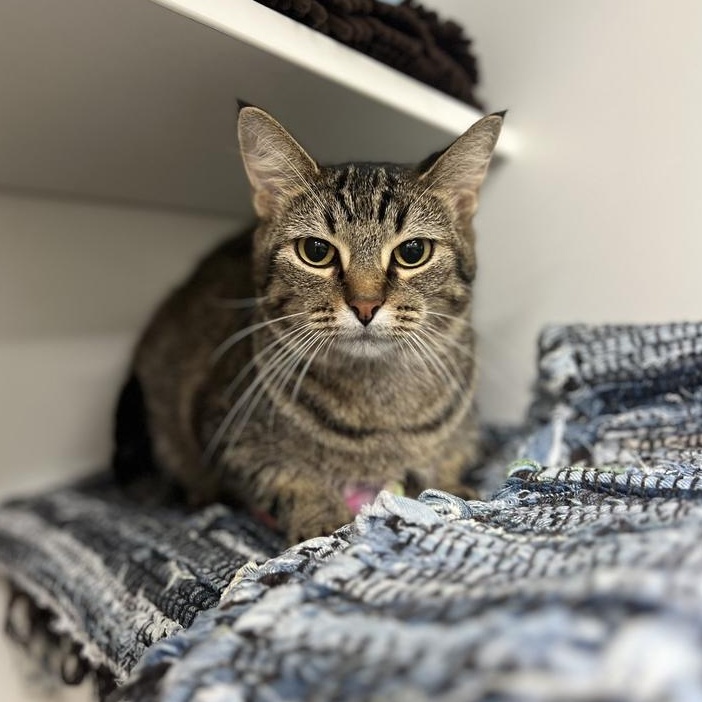 Blossum, Adoptable, Adult Female Domestic Short Hair.