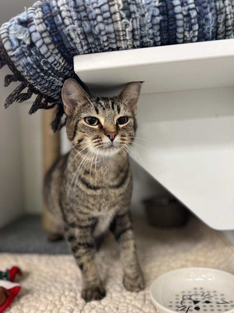 Enlarge Blossum, a Adoptable Domestic Short Hair in Jackson, MI image 2/3