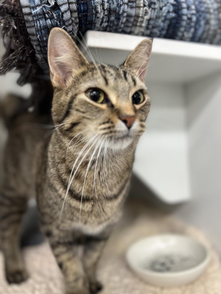 Enlarge Blossum, a Adoptable Domestic Short Hair in Jackson, MI image 3/3
