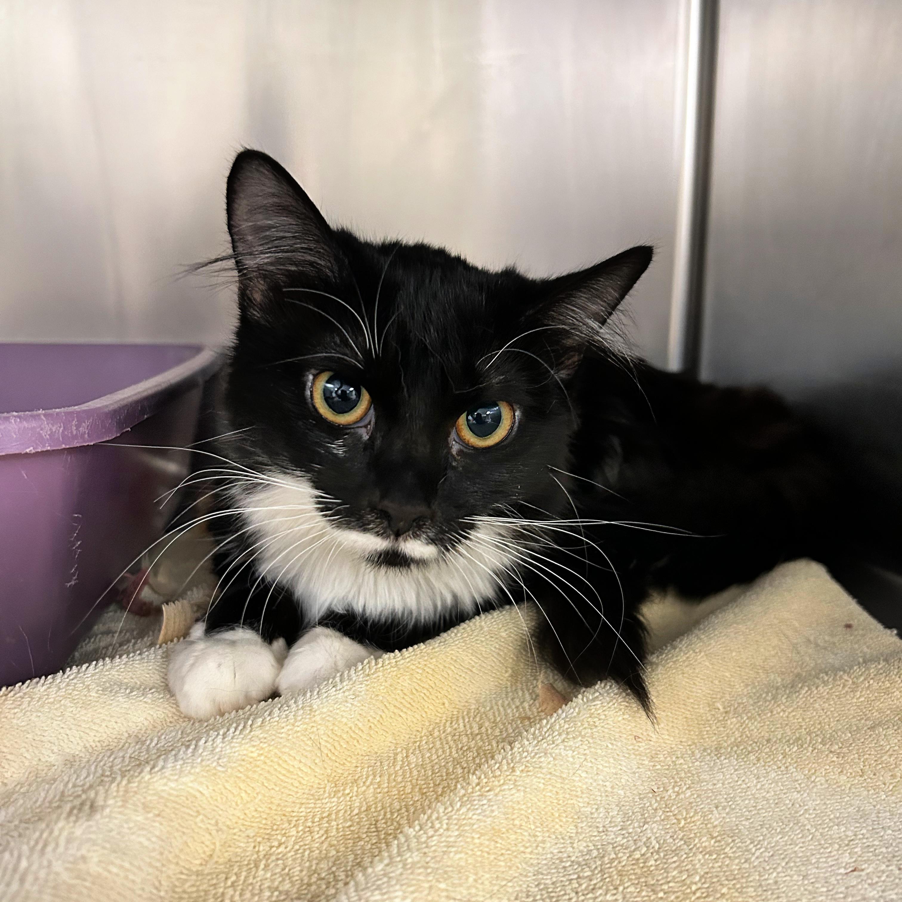 Gracie, Adopted, Young Female Domestic Medium Hair.