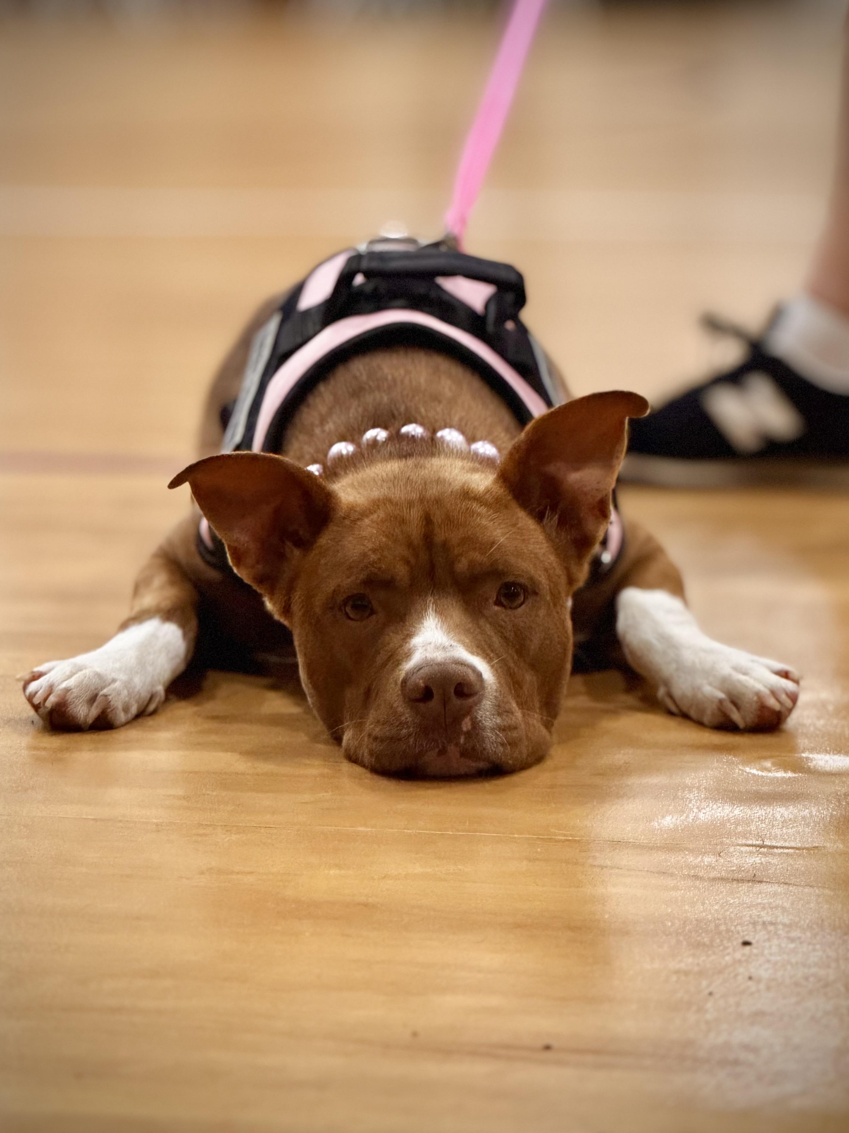Momma Havana, Adopted, Adult Female Pit Bull Terrier & Labrador Retriever.
