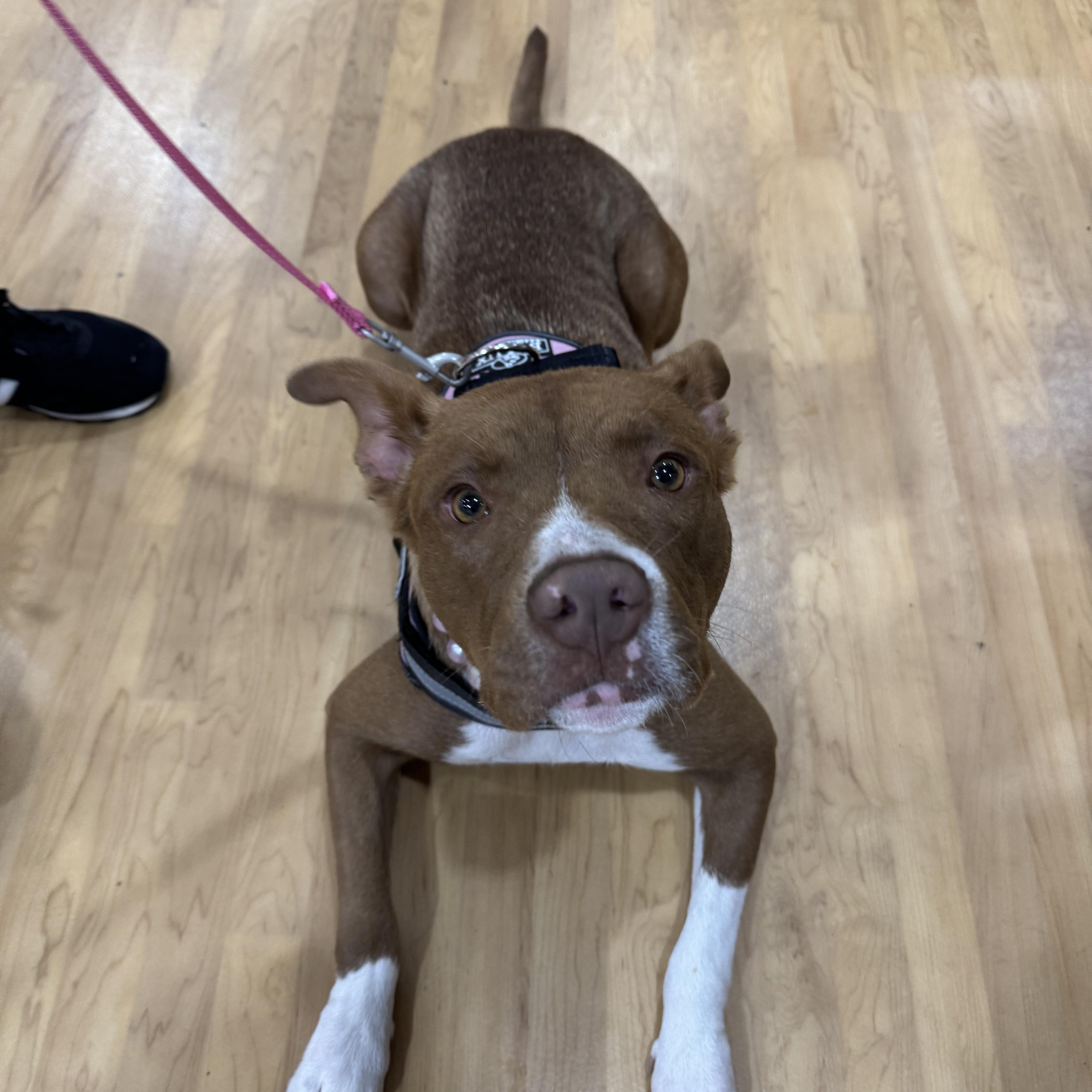 Enlarge Momma Havana, a Adopted mixed breed in Mount Juliet, TN image 6/6