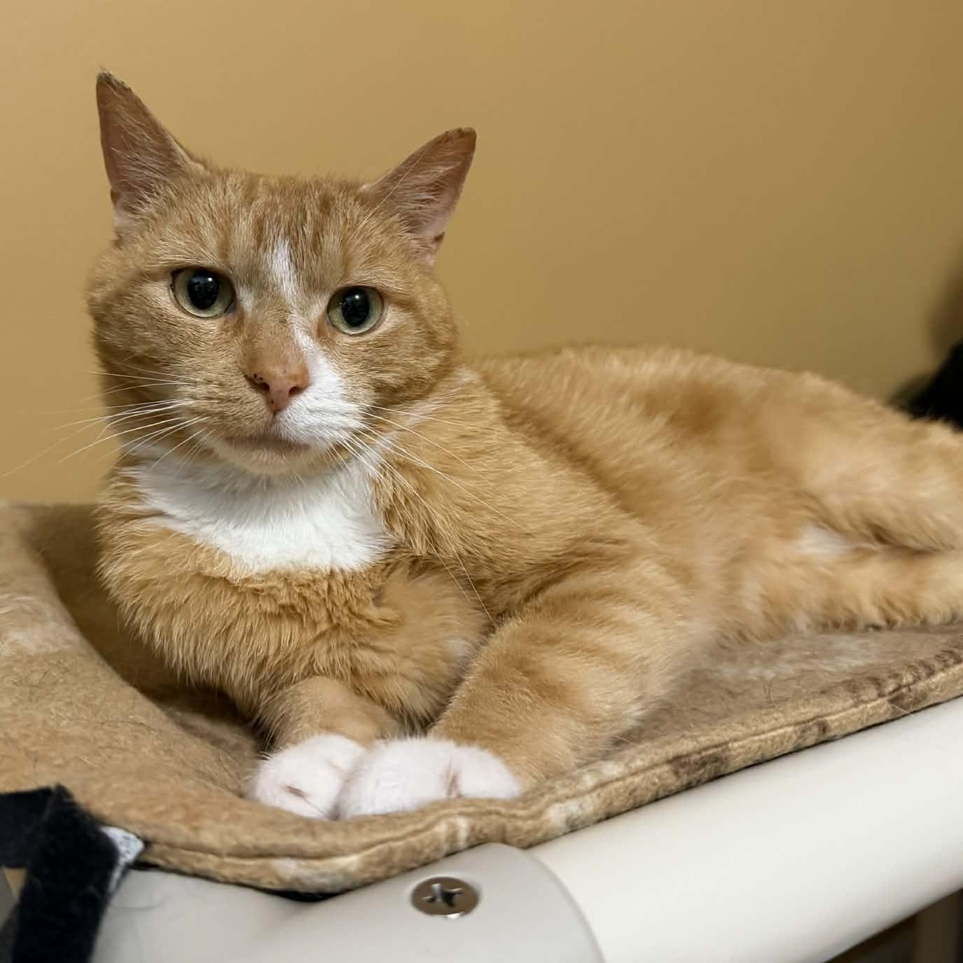 Gatsby (Sweetest Lapcat), an adoptable Domestic Short Hair in Rochester, NY image 2/3