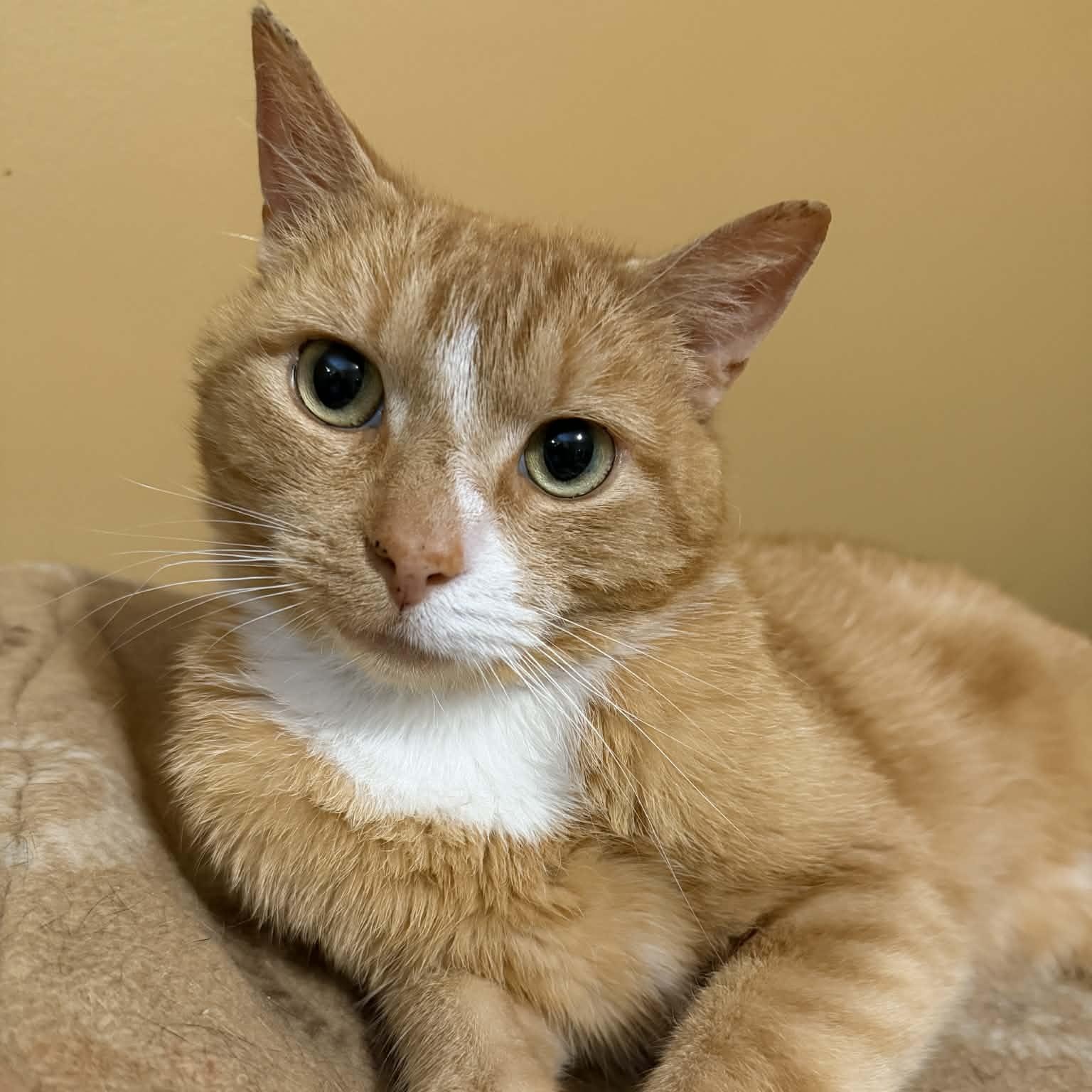 Gatsby (Sweetest Lapcat), an adoptable Domestic Short Hair in Rochester, NY image 3/3