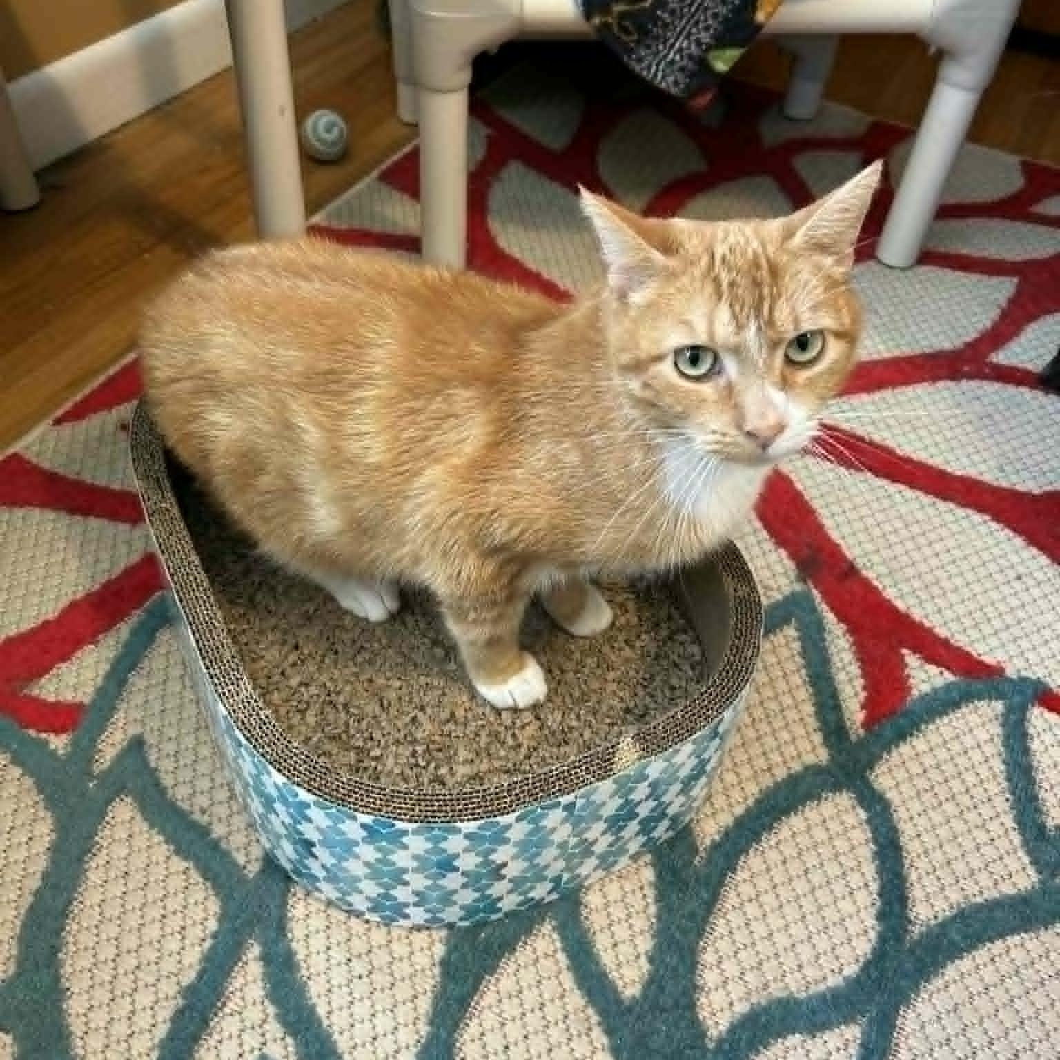 Gatsby (Sweetest Lapcat), adoptable, Young Male Domestic Short Hair.