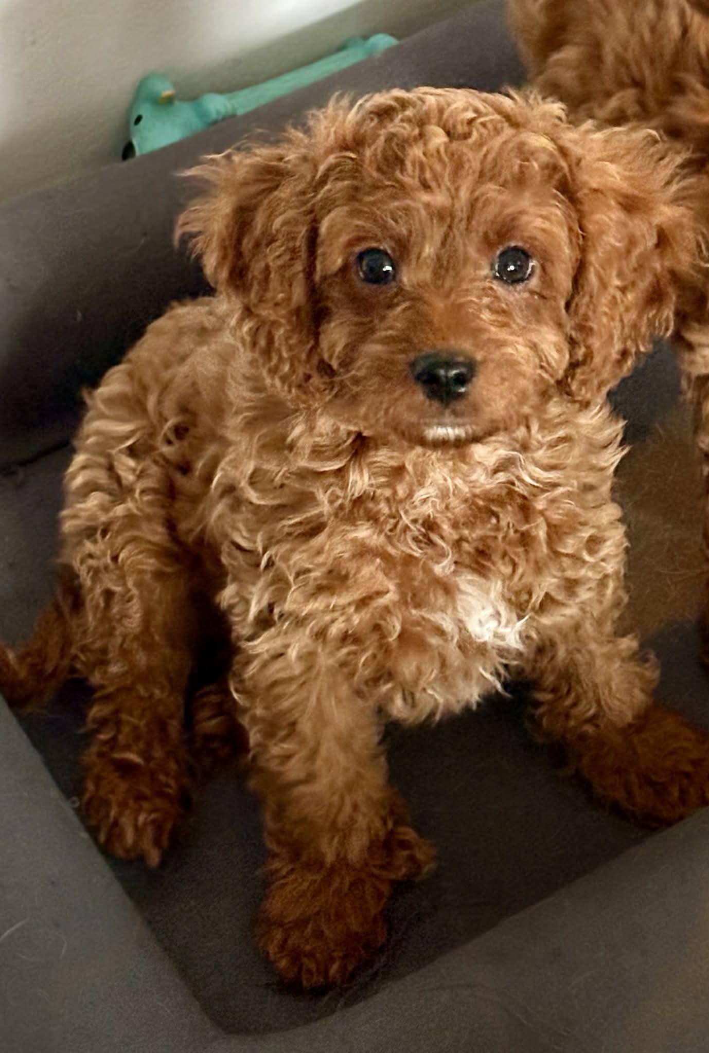 Enlarge Flanigan, a Adopted mixed breed in Buffalo, NY image 1/2