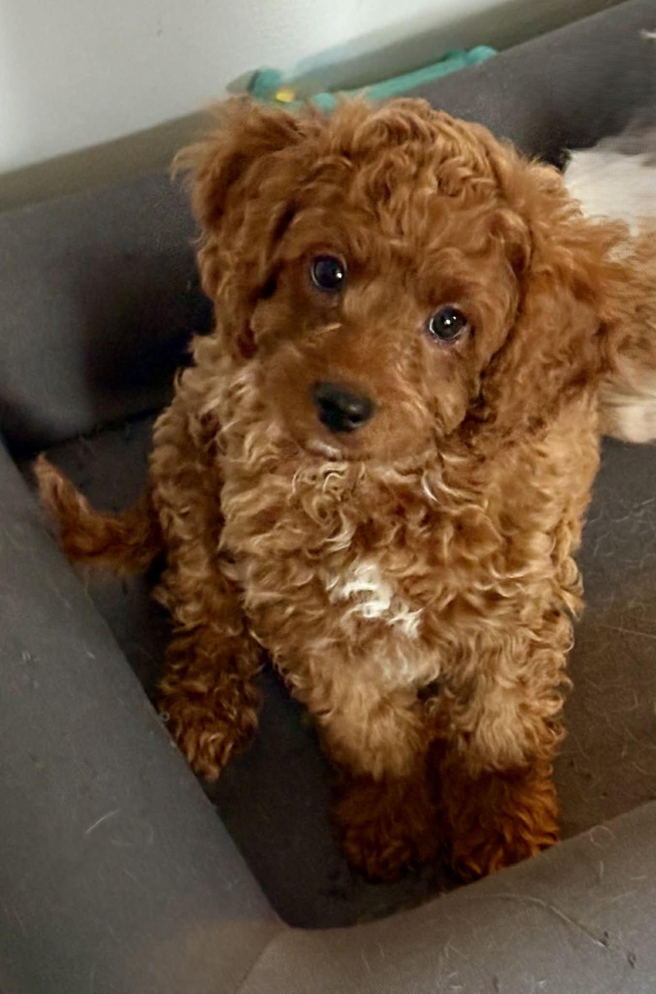 Enlarge Flanigan, a Adopted mixed breed in Buffalo, NY image 2/2