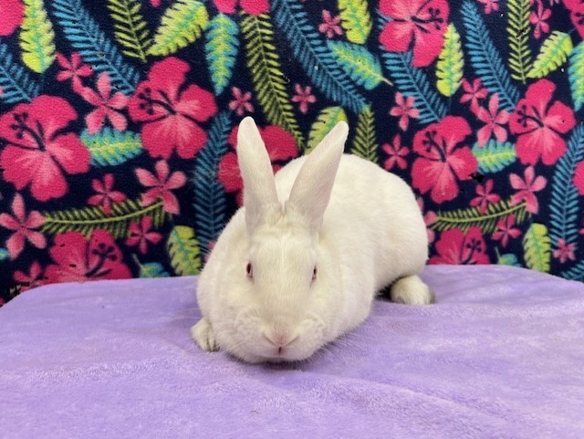 Opal, Adoptable, Young Female Florida White.