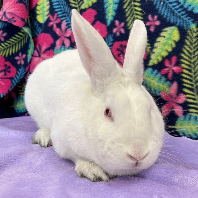 Enlarge Opal, a Adoptable Florida White in Erie, PA image 3/5