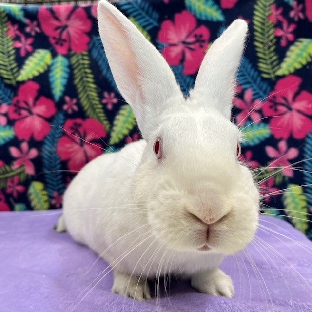 Enlarge Opal, a Adoptable Florida White in Erie, PA image 5/5