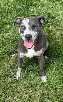 Luna, a Adoptable mixed breed in Montpelier, IN image 2/2