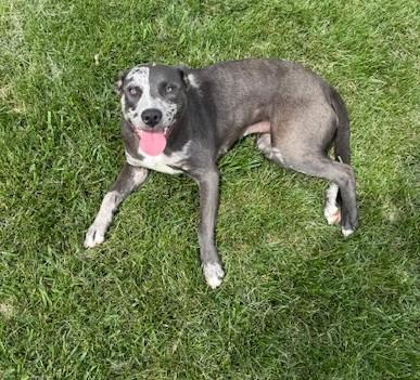 Luna, Adoptable, Young Female Catahoula Leopard Dog.