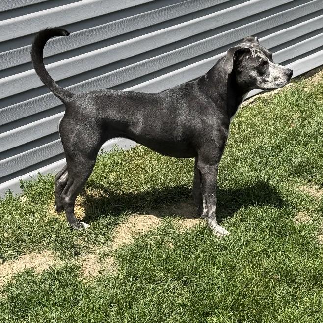 Enlarge Luna, a Adoptable mixed breed in Montpelier, IN image 4/4