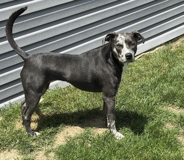 Luna, Adoptable, Adult Female Catahoula Leopard Dog & Pit Bull Terrier.