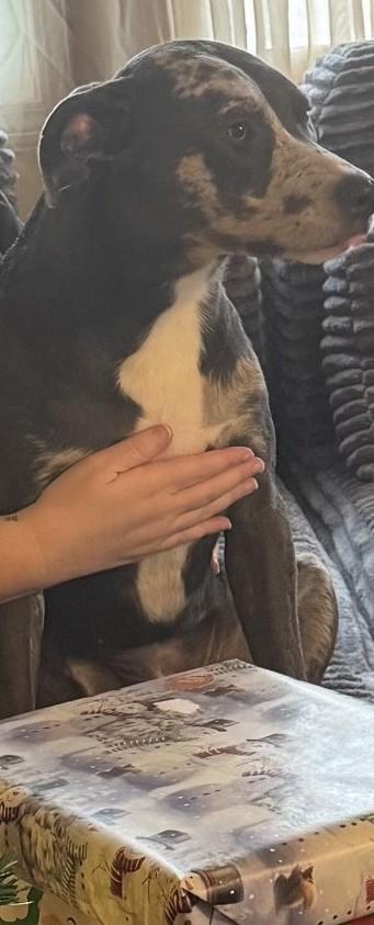 Enlarge Luna, a Adoptable mixed breed in Montpelier, IN image 2/2