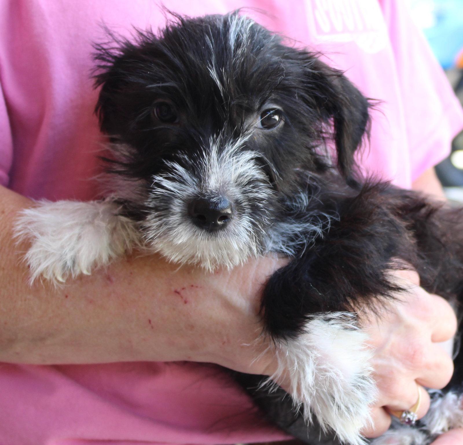 Enlarge Tulip 44377, a Adopted Terrier in Prattville, AL image 1/3