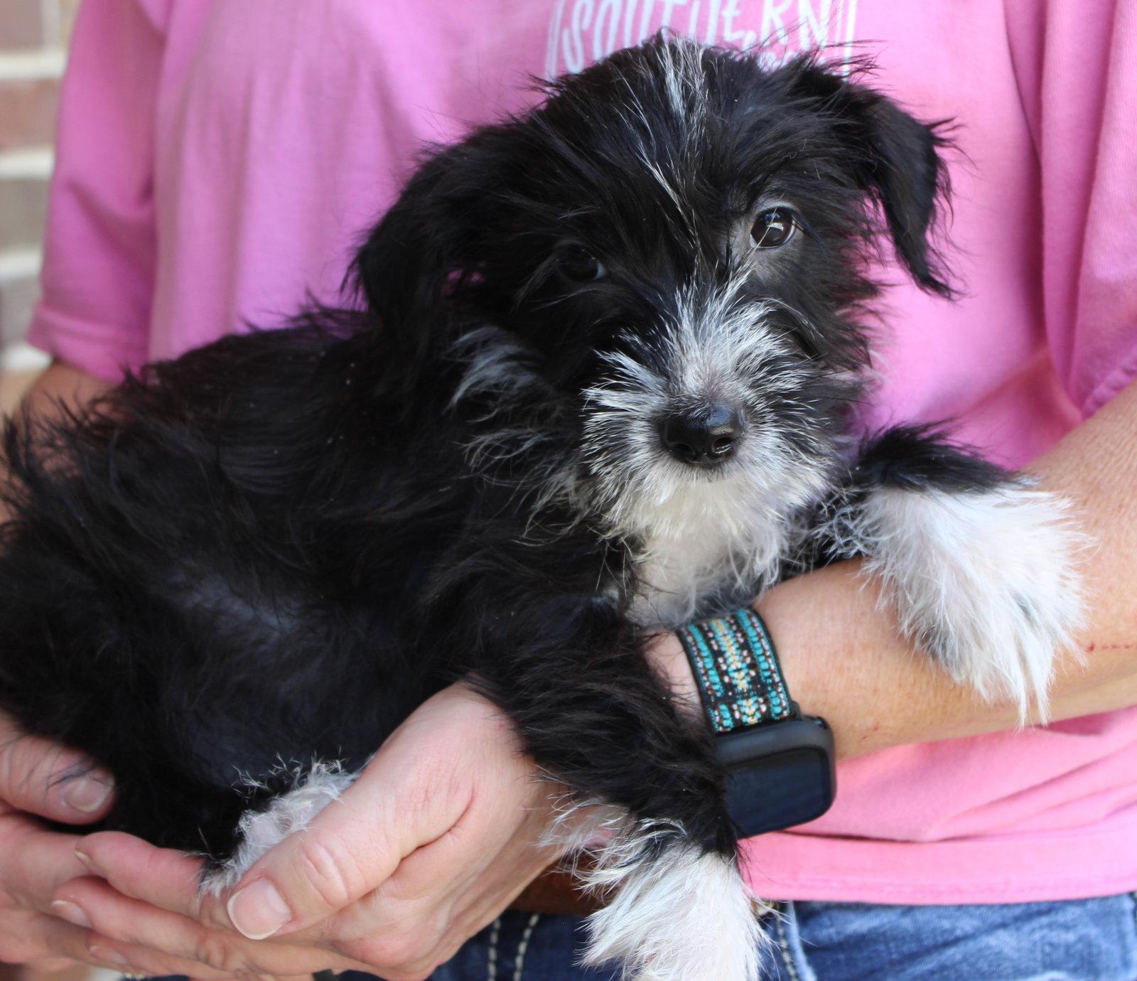 Enlarge Tulip 44377, a Adopted Terrier in Prattville, AL image 2/3