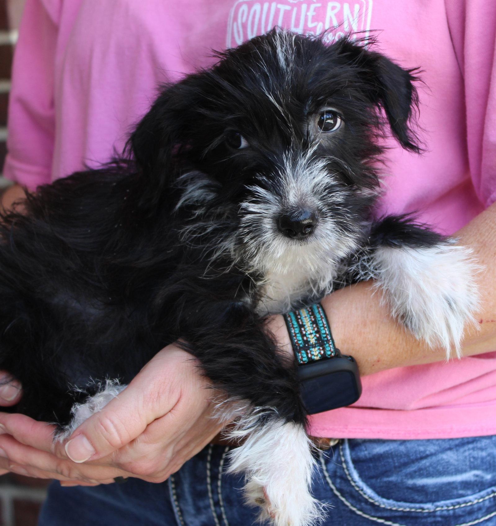 Enlarge Tulip 44377, a Adopted Terrier in Prattville, AL image 3/3