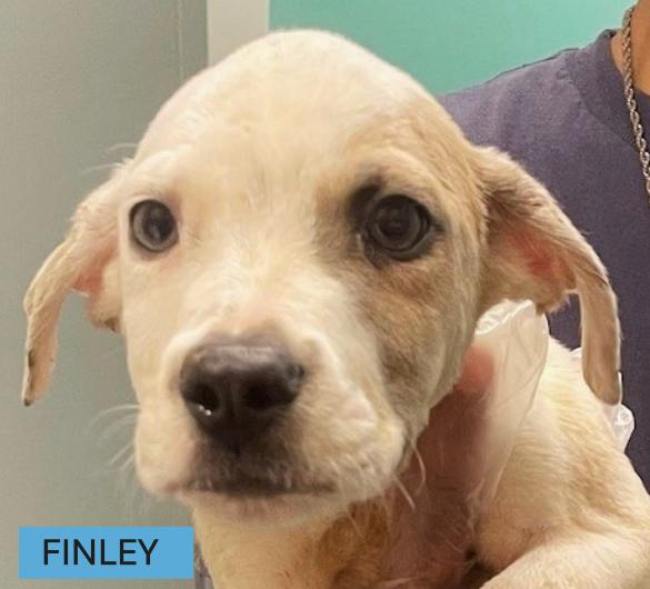 Meet Finley a 9 week old 9 pound as of 0721 adorable BoxerPointer mix She is great with othe