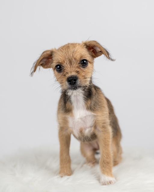 Enlarge Ronnie, a Adopted mixed breed in Floral Park, NY image 1/5