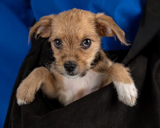 Ronnie, an adoptable Maltipoo, Chihuahua in Floral Park, NY, 11001 | Photo Image 1