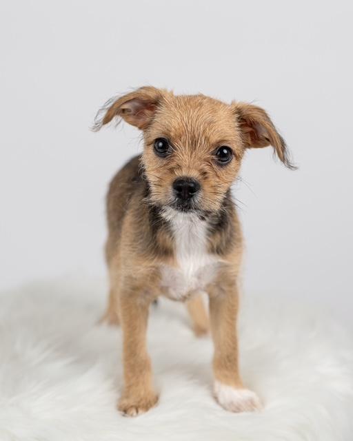Ronnie, an adoptable Maltipoo, Chihuahua in Floral Park, NY, 11001 | Photo Image 2