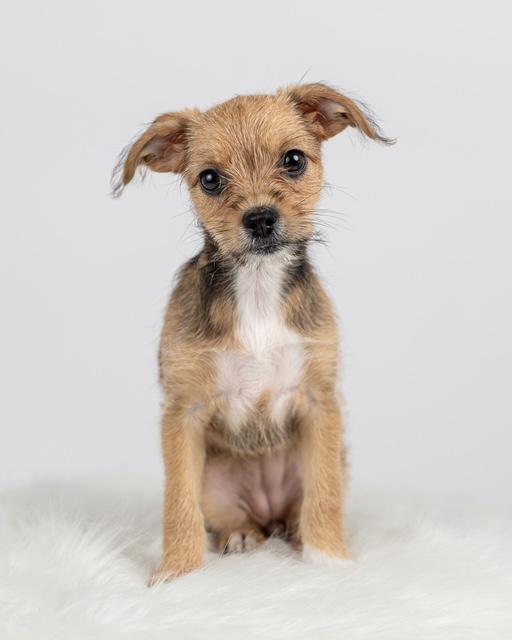 Enlarge Ronnie, a Adopted mixed breed in Floral Park, NY image 4/5