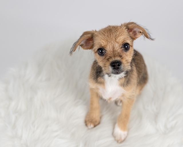 Ronnie, an adoptable Maltipoo, Chihuahua in Floral Park, NY, 11001 | Photo Image 5