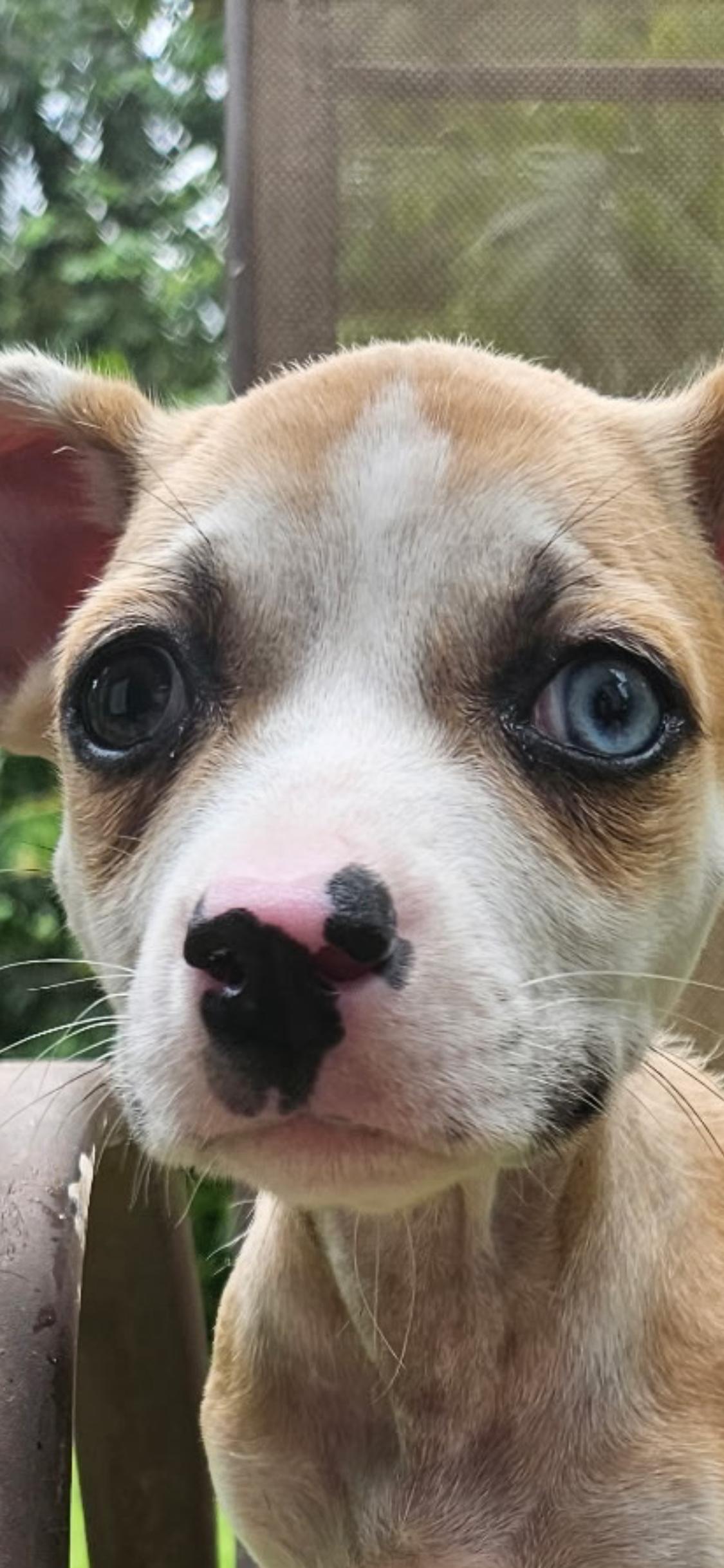 Enlarge Lilly Pad - The Velcro Pup, an adopted mixed breed in Scarsdale, NY image 2/6