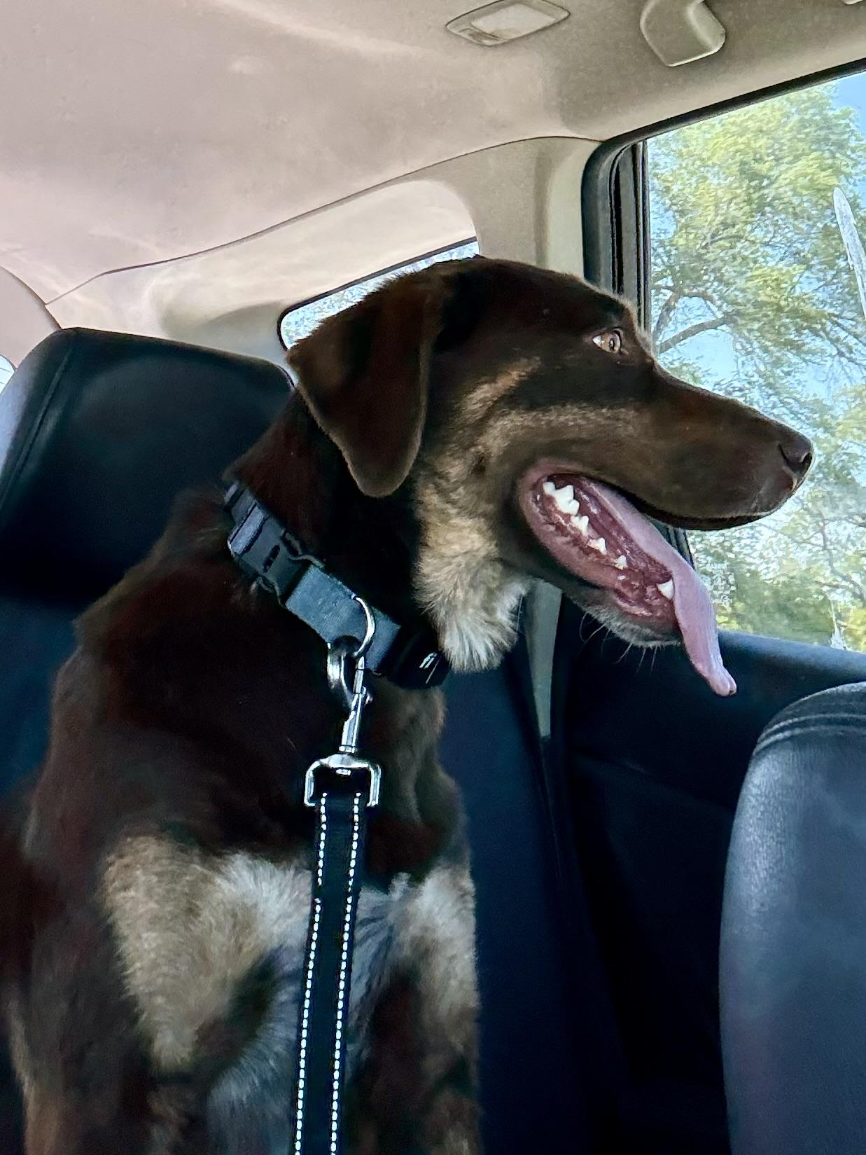 Penny, Adoptable, Adult Female Labrador Retriever.