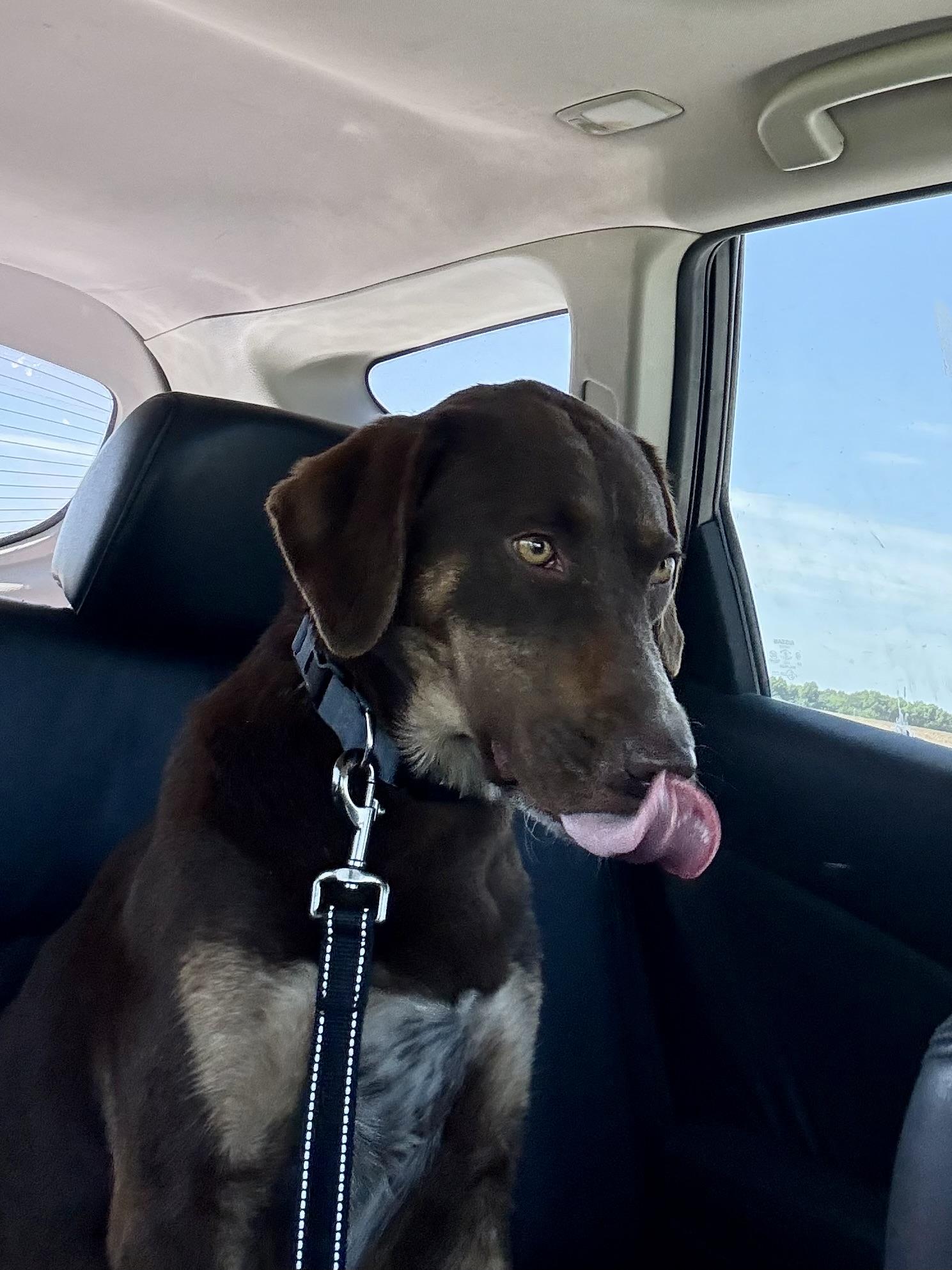 Enlarge Penny, a Adoptable Labrador Retriever in Mexico, MO image 3/4