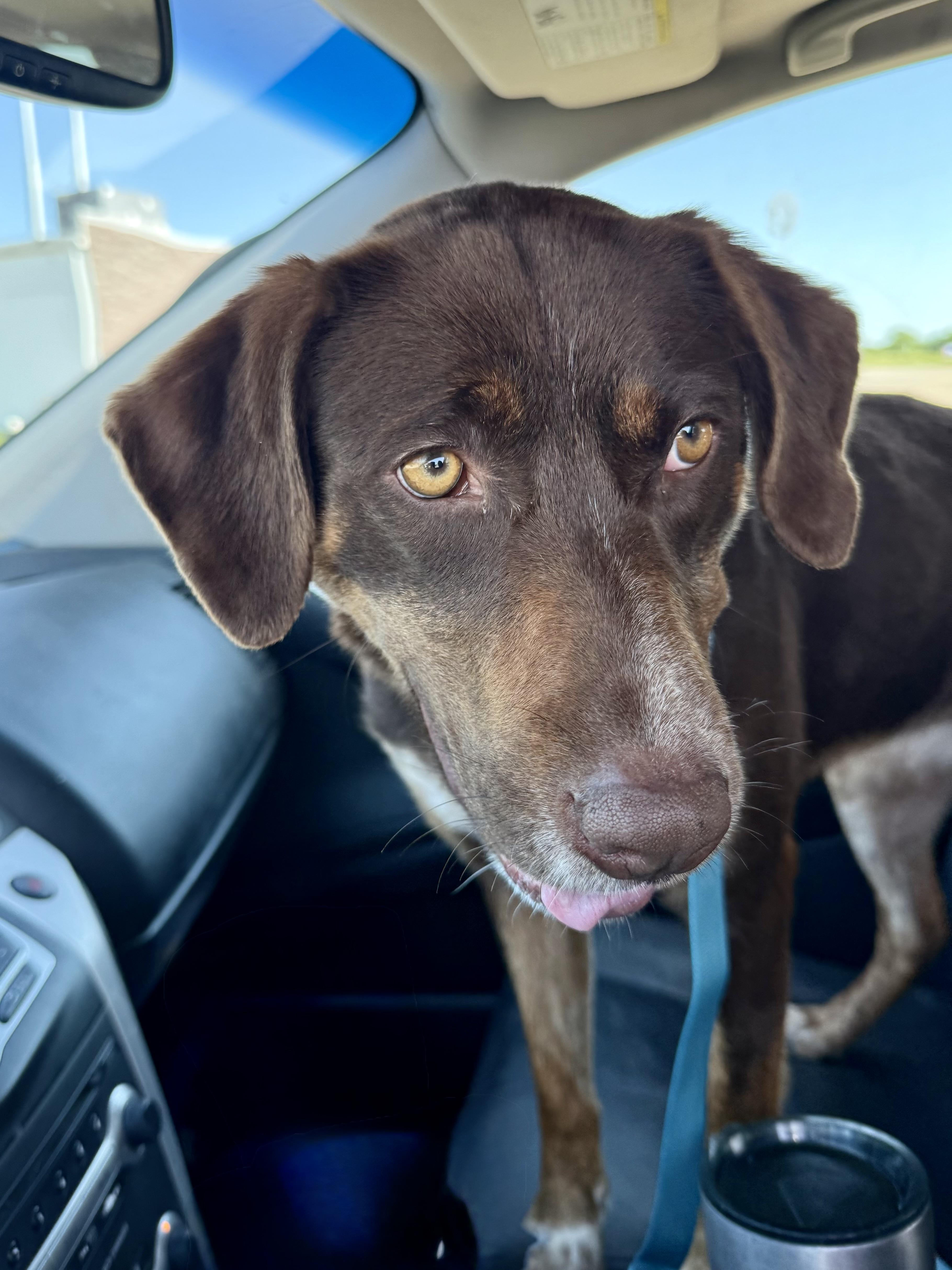 Enlarge Penny, a Adoptable Labrador Retriever in Mexico, MO image 4/4