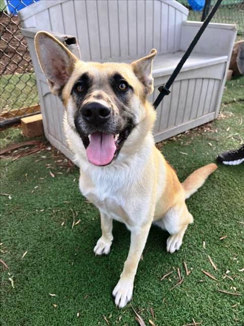 Sunny, Adoptable, Young Male German Shepherd Dog.