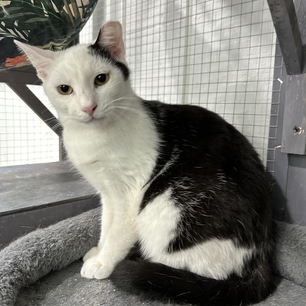 Enlarge Concord, a Adoptable Domestic Short Hair in Nokesville, VA image 1/4