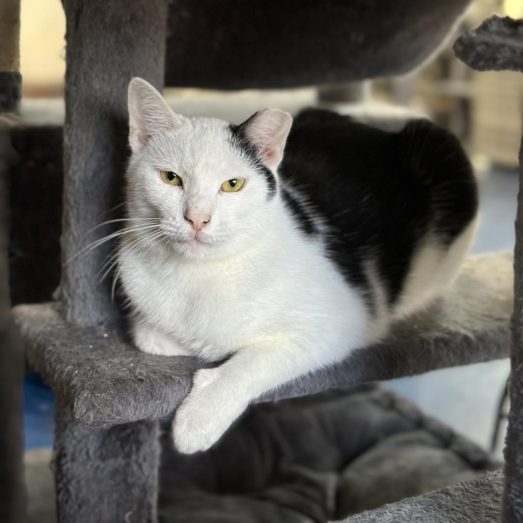 Enlarge Concord, a Adoptable Domestic Short Hair in Nokesville, VA image 2/4