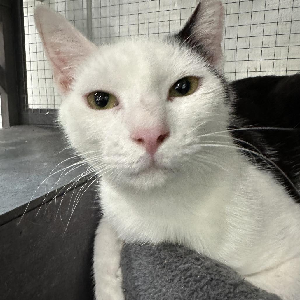 Enlarge Concord, a Adoptable Domestic Short Hair in Nokesville, VA image 3/4