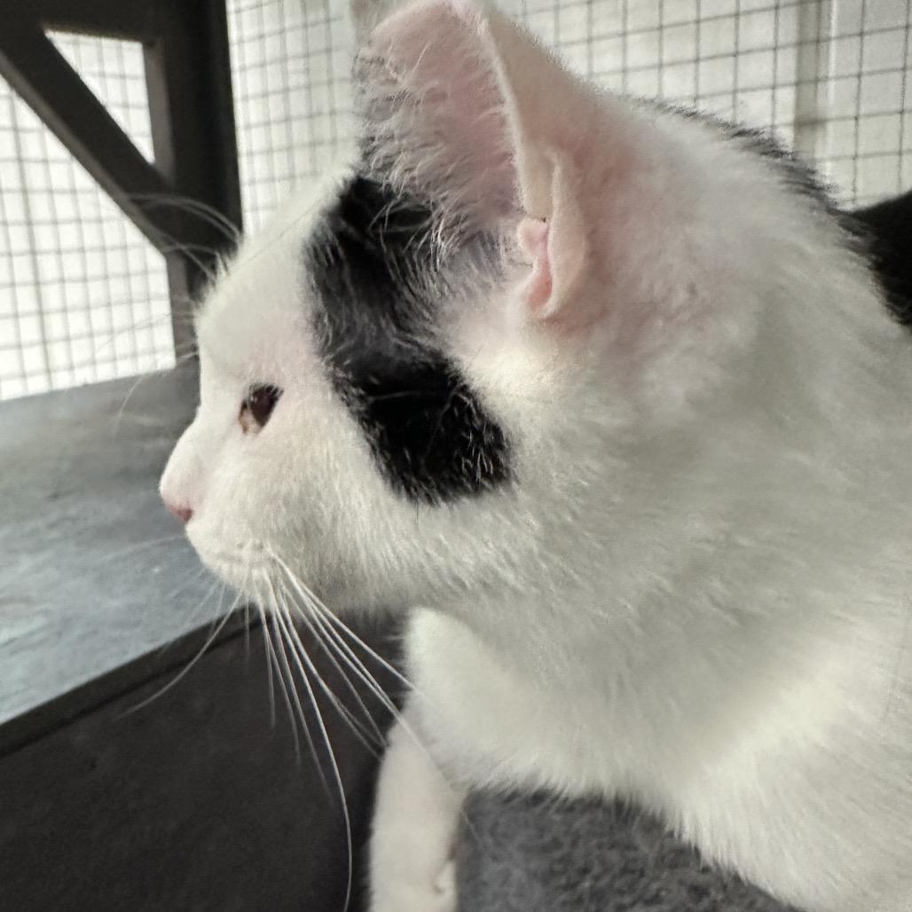 Enlarge Concord, a Adoptable Domestic Short Hair in Nokesville, VA image 4/4